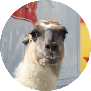Bibiche, le lama qui a donné son nom à la marque